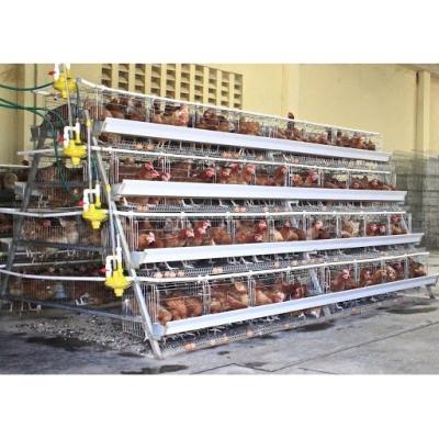 China 160 Birds Farming Battery Cage Hens With Automatic Water System Te koop