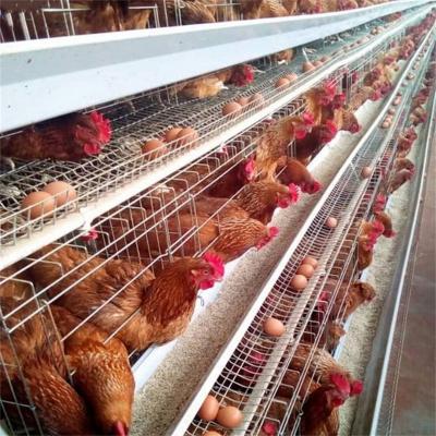 China Q235 Steel Wire Galvanized Poultry  Egg Layer Chicken Cage 128 Chickens for sale