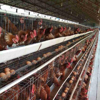 China High Rigidity 1.88 × 2.1 × 1.6M Battery Layer Cage Layer Poultry Farm Cage for sale
