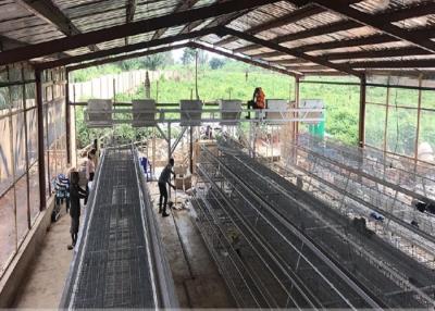 Chine Cages pour volailles pour les couches Automatique élevage de volailles Cage de poulet couche à vendre