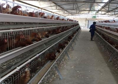 China Egg PVOC Layer Chicken Cages For 2000 Birds Poultry Farm Construction for sale