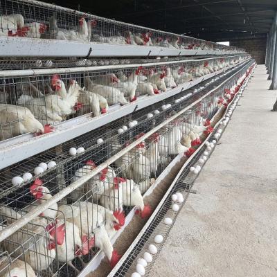 China Galfan Wire Poultry House Layer Chicken Cage For Laying Eggs for sale
