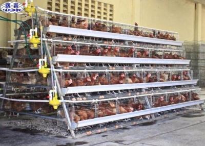China 10000 Egg Layer Chicken Cage / Poultry Farm Layer Cage Customized Service for sale