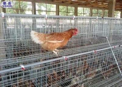 China Large Poultry Chicken Cages , Poultry Layer Cage Design Galvanized Surface for sale
