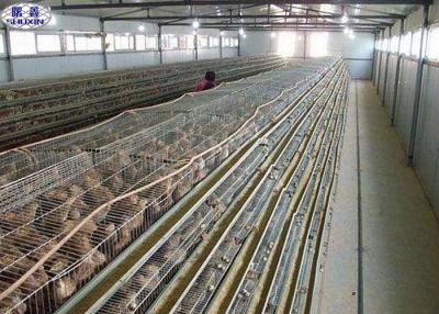 China Trabajo largo de las codornices Q235 de colocación de la jaula 800 de la capacidad simple de los pájaros usando vida en venta