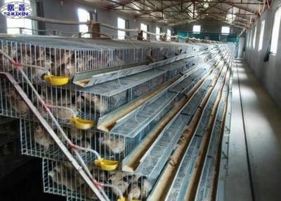 China A Type Quail Laying Cage , Commercial Pvc Quail Cage Customized Service for sale