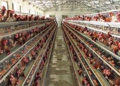 Chine Cage de poulet de couche de grillage de l'acier Q235 à faible teneur en carbone pour l'aviculture à vendre