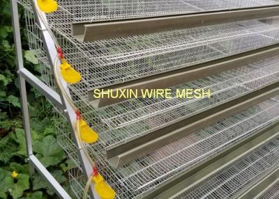 China Commercial Auto Water Laying Bird Egg Quail Farm Cage , Wire Quail Cages for sale
