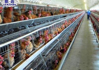 Chine Système automatique de cage de batterie de volaille de cage de poulet de couche dans la ferme du Botswana à vendre