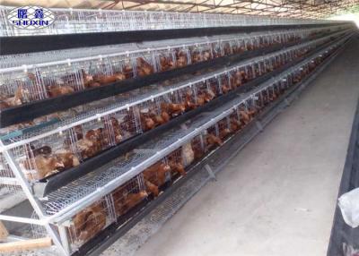 China Sistema galvanizado de la jaula de batería de la casa abierta del pollo de la capa para la granja de pollo en venta