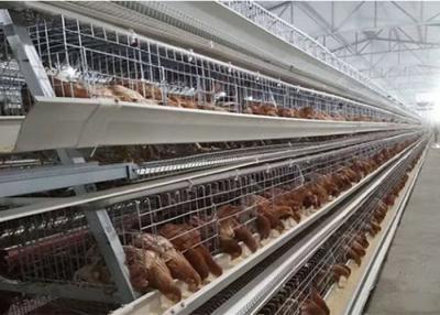 China Automatic Poultry Chicken Cages With 96 / 120 / 128 / 160 Birds Capacity for sale