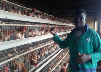 Cina L'agricoltura del pollo del pollame ingabbia la gabbia automatica di strato del pollo con lunga vita in vendita
