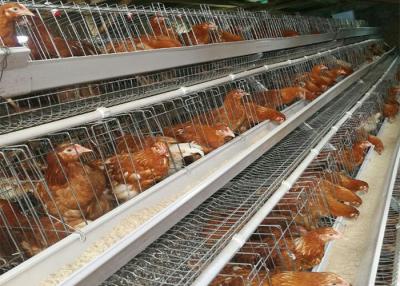 China Galvanized Battery Chicken Layer Cage , Poultry Farming Equipment for sale