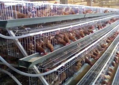 Chine Cage de Mesh Layer Chicken Cages Battery de fil avec le système de alimentation de poulet automatique à vendre