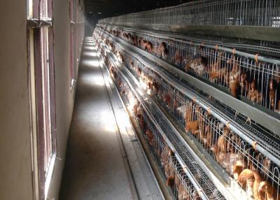 China Modern Farm Building Poultry Layer Chicken Cage for sale