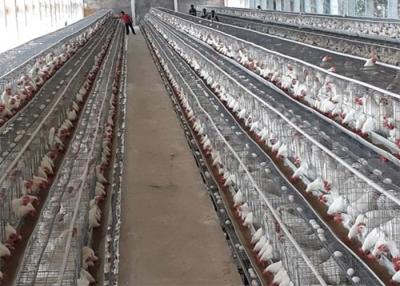 China Séries baratas do preço 3 96 gaiolas da galinha das aves domésticas de Zâmbia da camada da bateria do ovo dos pássaros à venda