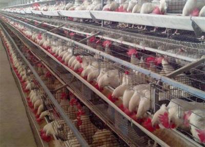 China Automatic 4 Tiers 128 Birds Poultry Chicken Cages for sale