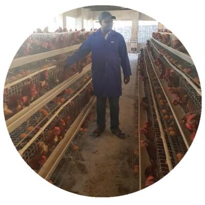 China Layer Poultry Farming A Type Chicken Cage Galvanized Automatic for sale