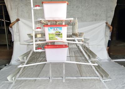 China PVOC galvanizó el alambre de hierro Mesh Layer Chicken Cage Galvanised en venta