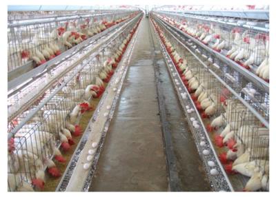 China Jaula del pollo tomatero Q235 de la avicultura con el certificado del CE en venta