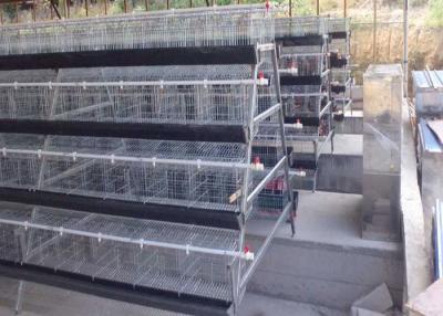Chine Rangées automatiques d'OIN les 4 128 oiseaux posent un type cages de batterie galvanisées à chaud à vendre