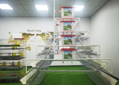 Chine Dactylographiez une batterie de système automatique multipliant des poules posent la cage de ferme à vendre
