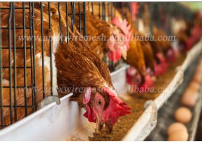 China Tipo moderno una jaula de las aves de corral del edificio agrícola para el sistema automático de las capas en venta