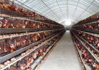 China Automatic System Battery Poultry Farm SGS Layer Chicken Cage For 96 Birds for sale