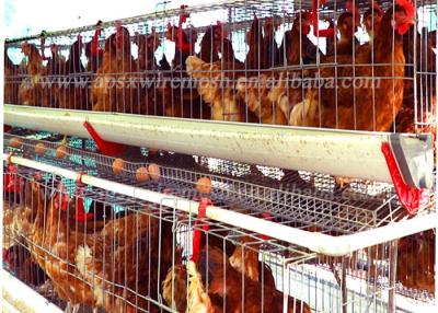 Chine Le type poulet de volaille du système automatique 128 met en cage l'équipement de ferme de couche d'oeufs à vendre