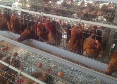 China 120 Birds Automatic Poultry Cage Galvanized Large Capacity For Poultry Farm for sale