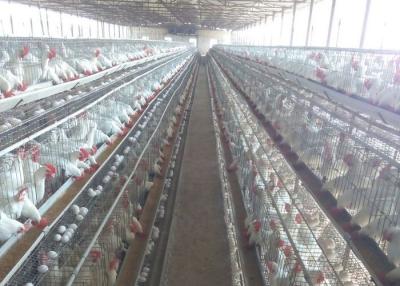 Chine Le type de H a galvanisé la cage automatique de poulet de laer de ferme avicole de bettery pour le marché de l'Afrique du Sud à vendre
