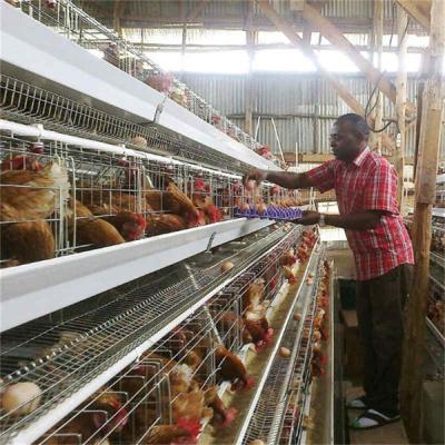 Cina Gli uccelli del filo zincato 96 mettono a strati la gabbia del pollo per le gabbie di pollo automatiche di strato in vendita