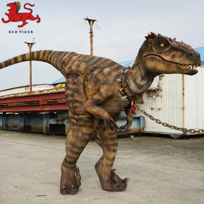 China Animatronic Velociraptor Costume , Artificial Adult Dinosaur Costume for sale