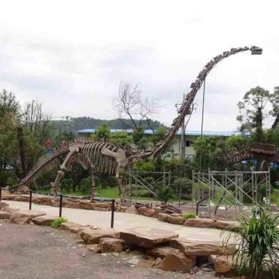 China Esqueleto de dinossauro grande ao ar livre, modelo de esqueleto de dinossauro à prova de sol à venda