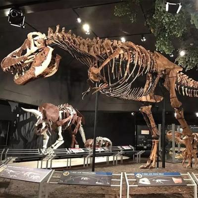 China Réplica de esqueleto de dinosaurio resistente a la intemperie / Réplicas de hueso de dinosaurio en venta