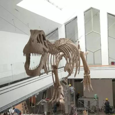 China Réplica de esqueleto de dinosaurio para interiores Edad juvenil 12 meses de garantía en venta
