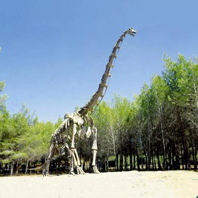 China Réplica realista del esqueleto del dinosaurio/réplica del mundo jurásico para interior en venta