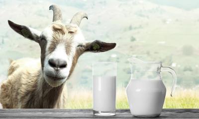 China Nutritious Sheep Powder Milk Improves Brain Faculties And Body Immune System for sale
