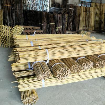 China Bastones de bambú crudos coloridos postes de bambú para la agricultura del jardín en venta