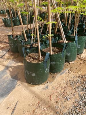 Chine Bambou solide en bambou Polonais de Home Decoration Raw Polonais Tonkin de barrière de jardin à vendre