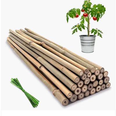 Cina La fila Pali di bambù di Moso fustiga i bastoni dei pali che coltivano la decorazione di giardinaggio di sostegno in vendita