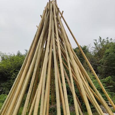 China Natürlicher Garten-Bambusstöcke für Innentomaten-Topfpflanzen im Freien stützen Stangen zu verkaufen