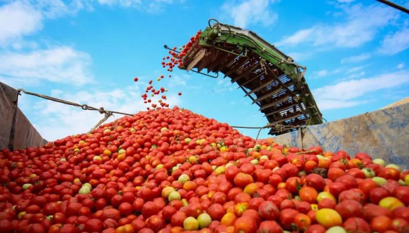 Fournisseur chinois vérifié - Red Tomato Foods Group Limited