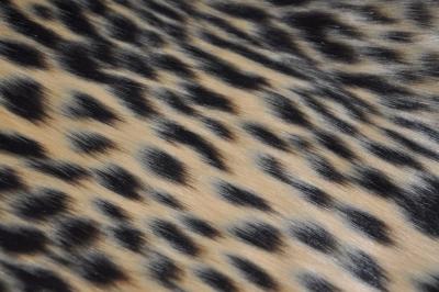 China visión de acrílico de la falsificación del telar jacquar del estampado leopardo de la tela de pelo largo mezclada de la piel en venta