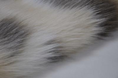 Chine Le tissu mélangé de fourrure de Fox de Faux de jacquard, longue fourrure de faux de cheveux de 150cm, créent des conceptions à la maison uniques de décor et de rideau à vendre