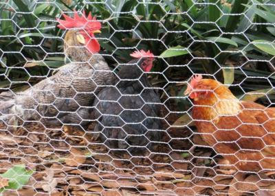 China Plastic Coated Chicken Wire Mesh , Chicken Wire Poultry Netting for sale