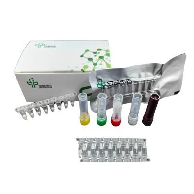 China Kit de detecção de ácidos nucleicos para doenças do gado para síndrome reprodutiva e respiratória dos suínos à venda