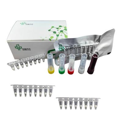 China Kit de detecção de patógenos por fluorescência de Vibrio vulnificus EXO com detector isotérmico à venda