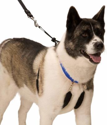 China No Pull Dog Training Leash Halter Pet Lead Nylon Webbing Stress Free Multicolour for sale