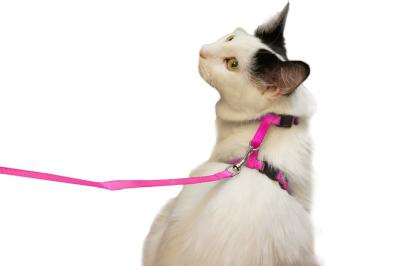 中国 小さいペット猫の馬具つば、身に着けること容易な調節可能なナイロン猫つば 販売のため